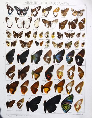 <i>Coeliades hanno</i> Species of butterfly