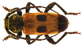 Semanotus russicus