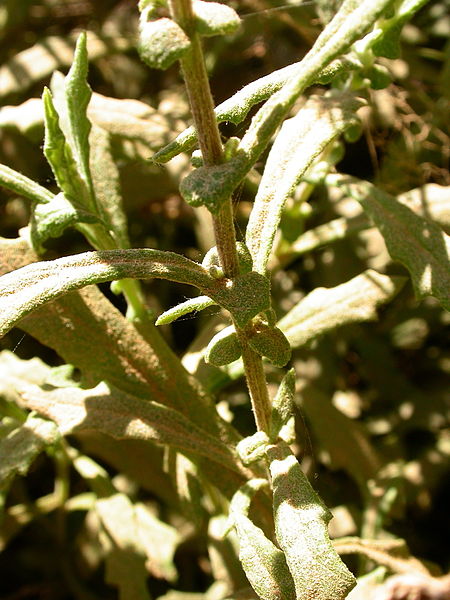 File:Senecio haloragis DSCN0371.jpg