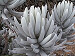 Senecio haworthii-PICT2616.jpg