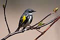 Myrtle Warbler