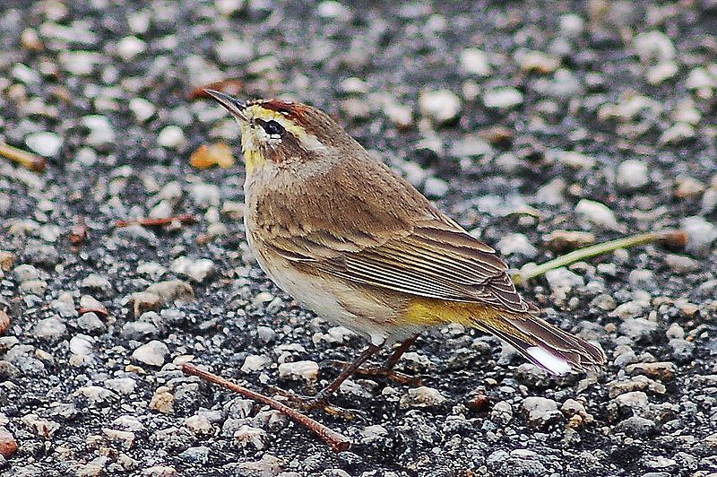 File:Setophaga palmarum Everglades 1.jpg