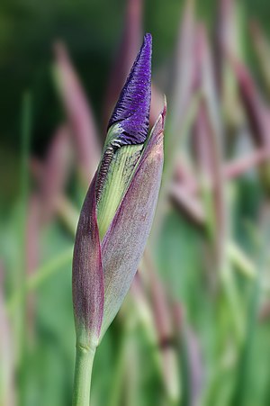 Siberian Iris