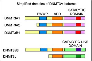 This illustrates 5 isoforms of DNMT3A showing the locations of the PWWP domain, the ADD domain and the catalytic or catalytic-like domains. Simplified domains of DNMT3A isoforms.jpg