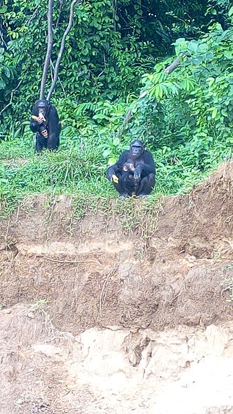 File:Singes de la réserve de faune de Douala - Edea 15.jpg