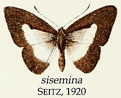 Description de l'image SiseminaSeitz1920OD.jpg.