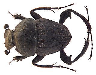 <i>Sisyphus indicus</i> Species of beetle