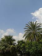 Date palm and betel nut vegetation