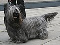 "Skye_terrier_800.jpg" by User:Pleple2000