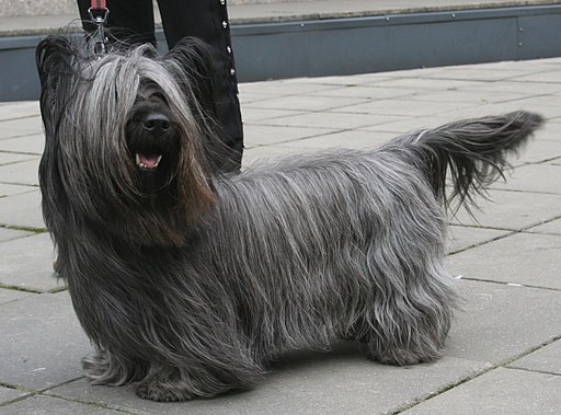  Skye terrier 800 