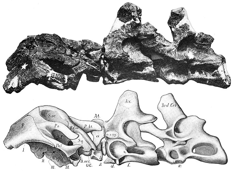 File:Smitanosaurus agilis skull and neck.jpg