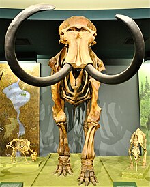 Smithsonian woolly mammoth.jpg