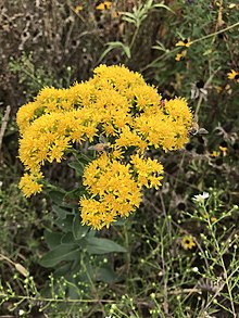 Solidago-oligoneuron-rigida-marlo-perdicas.jpg