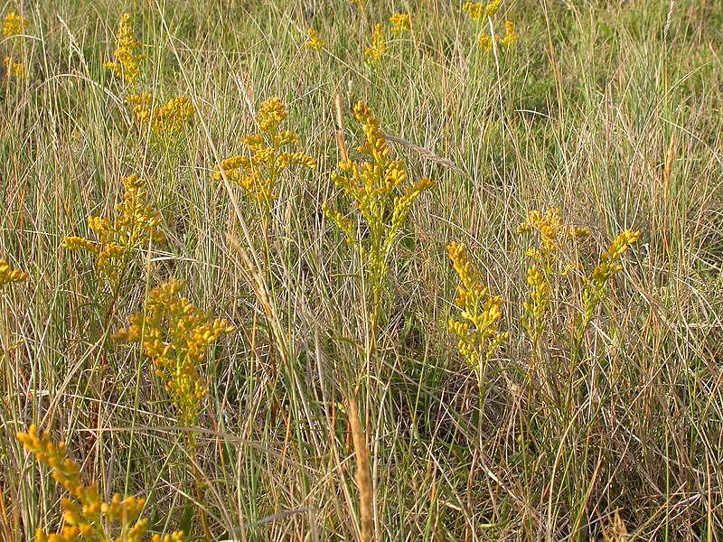 File:Solidago missouriensis (4010778586).jpg