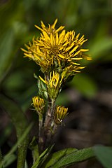 Solidago multiradiata