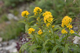 TỨ TUYỆT HOA - Page 9 320px-Solidago_virgaurea_var._leiocarpa_07