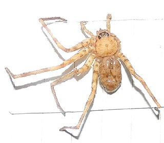 <i>Spariolenus</i> Genus of spiders