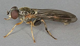 Sphegina clunipes.