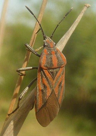 <i>Spilostethus rivularis</i> Species of true bug