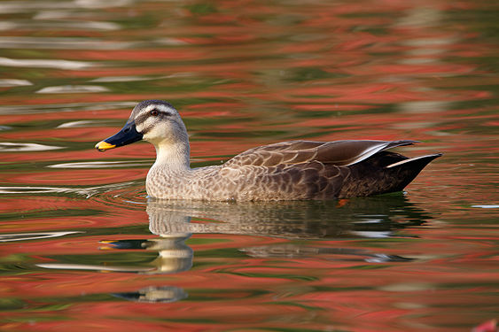 Spot-billed duck in the reflection of autumnal colors.