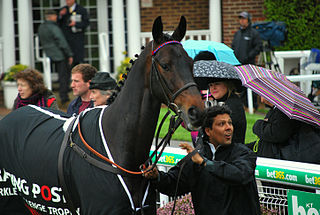 Sprinter Sacre French-bred racehorse