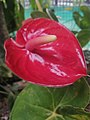 Sri Lankan anthurium flower.jpg