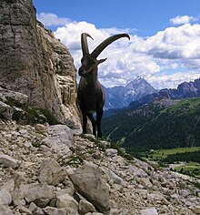 The Alpine ibex (Capra ibex) Stambecco sul Piccolo Lagazuoi.jpg