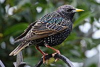 Starling