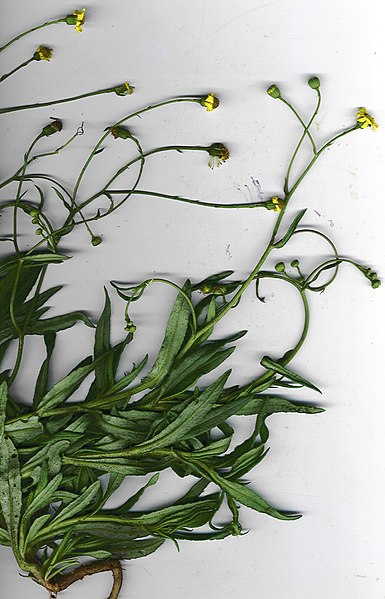 File:Starr-040511-9001-Senecio madagascariensis-plant-Moaulanui-Kahoolawe (24608690651).jpg