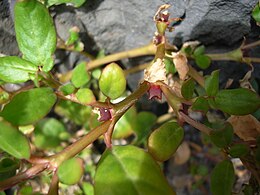 Storalapė syvė (Trianthema portulacastrum)