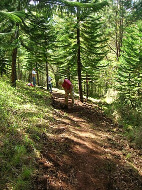 Старр 060108-5913 Araucaria columnaris.jpg