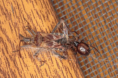 Zyzuś tłuścioch z wtykiem amerykańskim Leptoglossus occidentalis