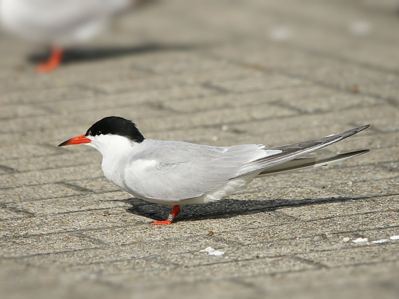 File:Sterna hirundo (adult).jpg