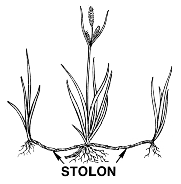 File:Stolon (PSF).png