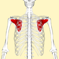 Subscapularis muscle frontal.png