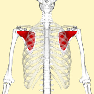 Uterque musculus subscapularis (rubre picti) inter scapulam et thoracaem osseum situs est.