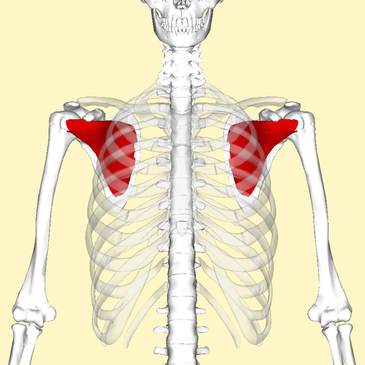 Subscapularis muscle frontal