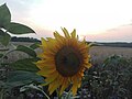 Sunflower Dortmund 17.jpg