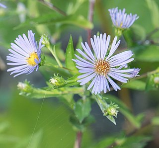 <i>Symphyotrichum puniceum</i> Species of flowering plant in the family Asteraceae native to North America