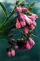 Symphytum 'Langthorn Pink'