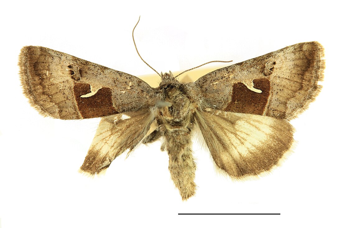 Syngrapha parilis