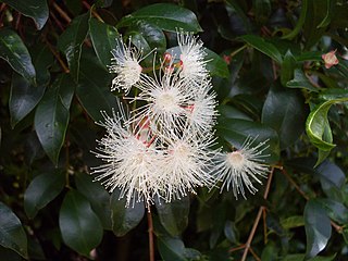 Fortune Salaire Mensuel de Syzygium Paniculatum Combien gagne t il d argent ? 1 000,00 euros mensuels