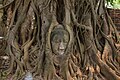 Curiosité, la tête de Bouddha dans les racines d'un arbre