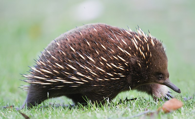 File:Tachyglossus aculeatus side on.jpg