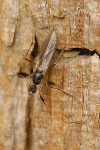 <i>Tachypeza</i> Genus of flies