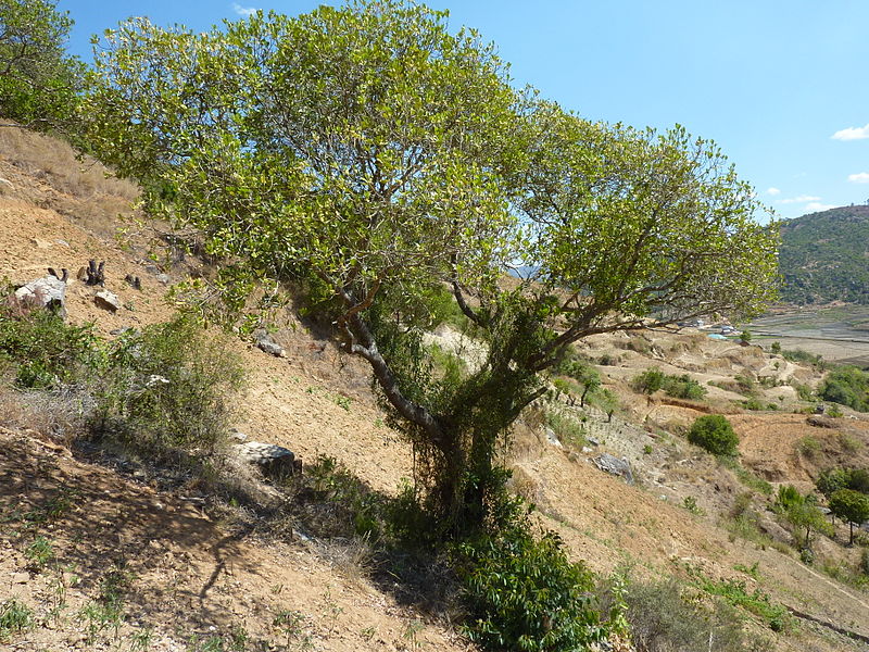 File:Tapia Uapaca bojeri.JPG