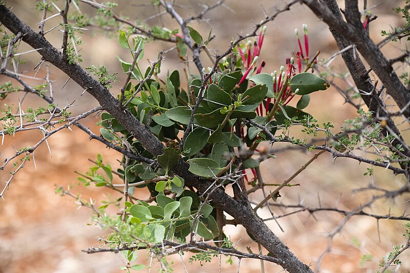 File:Tapinanthus oleifolius-1254 - Flickr - Ragnhild & Neil Crawford.jpg