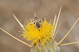 Tarsalia ancyliformis