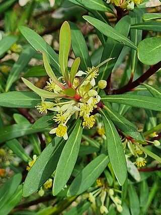 <i>Tasmannia xerophila</i> Species of shrub