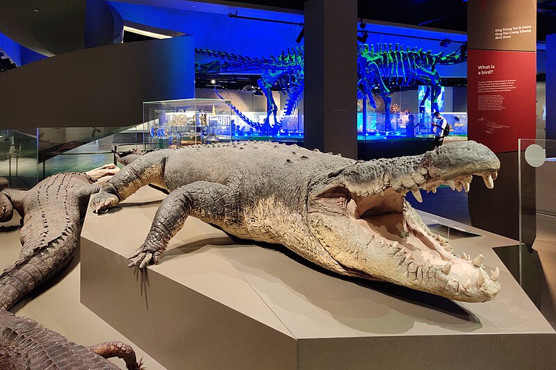 File:Taxidermied Saltwater crocodile (Crocodylus porosus), Lee Kong Chian Natural History Museum (102451).jpg